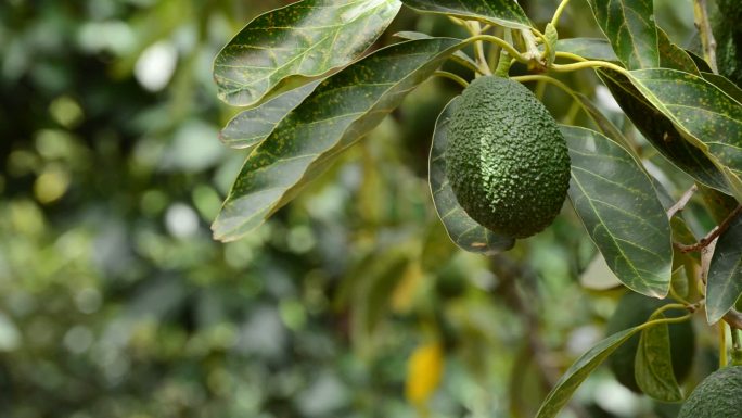 鳄梨果果实收获成熟