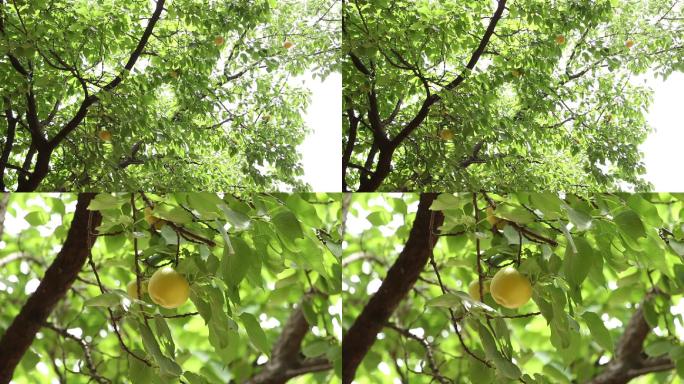 农家甜杏果子树上实拍