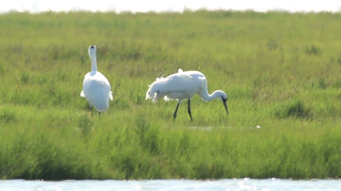 白鹤大海海岛湿地湖泊戏水鸟类生态环境保护