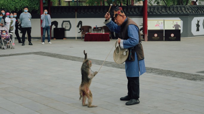 吴桥杂技大世界耍猴演出