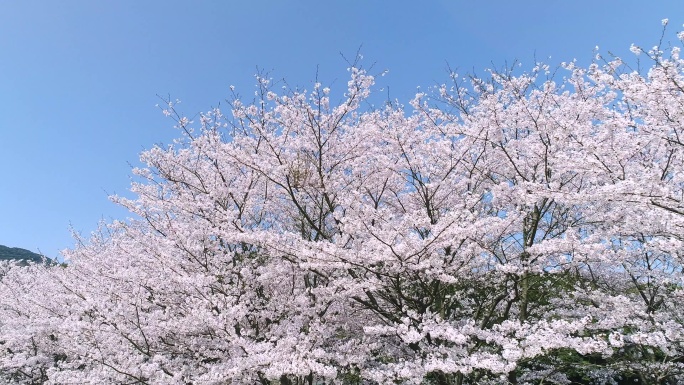 樱花景观