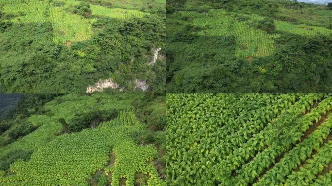 烟草农田乡村现代化产业脱贫种植烤烟