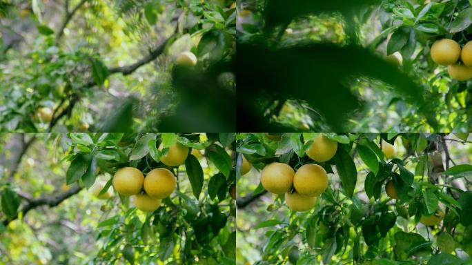 柚子树种植农业乡村振兴水果蔬菜秋天果园丰