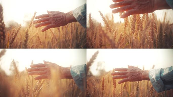 夕阳下，用手抚摸着成熟的金色小麦
