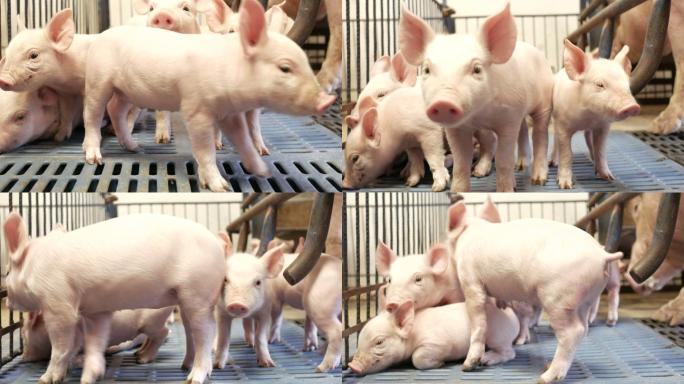 猪圈里的小猪养殖猪崽猪仔
