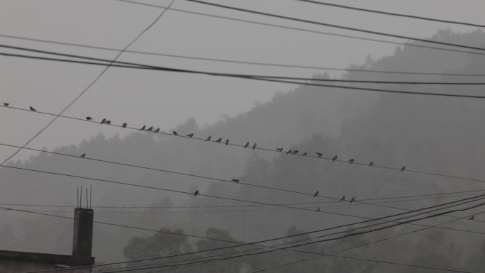 大雨中燕子停在电线上如五线谱