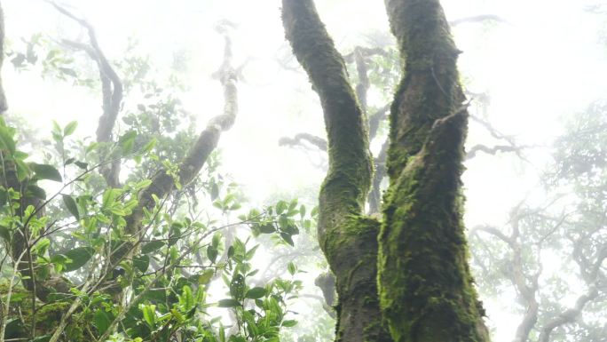 实拍特写清晨山上茶树