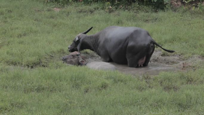 母牛和小牛烂泥塘里打滚洗澡