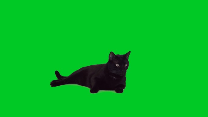 4k黑猫躺在绿屏上