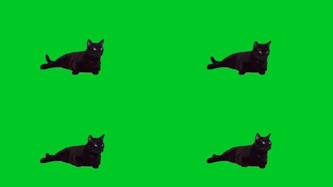 4k黑猫躺在绿屏上