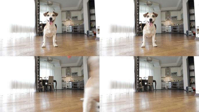 在客厅奔跑的小狗监控镜头拍摄在家的小狗互