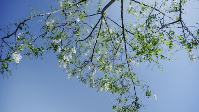 乡村 夏季风光延时农田