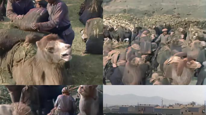 1929年民国时期，北平煤矿用骆驼运输煤