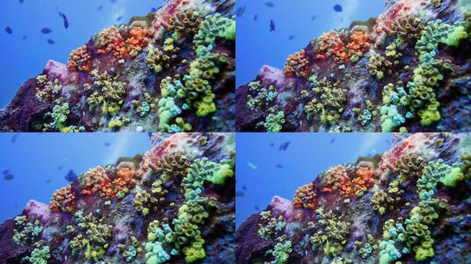 水下生机勃勃的珊瑚礁和橙色杯状珊瑚
