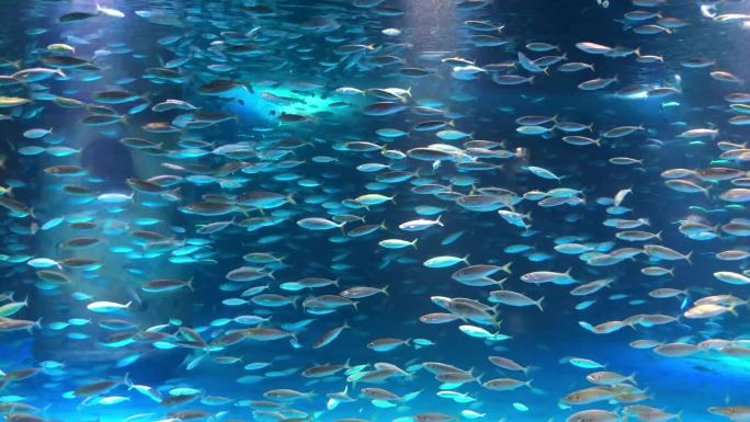 海底世界鱼鱼缸透明屏海洋馆