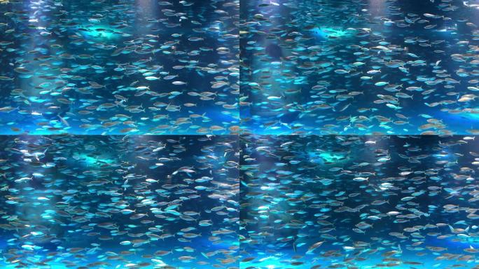 海底世界鱼鱼缸透明屏海洋馆