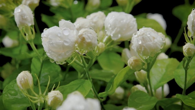 茉莉花采摘茉莉花茶实拍