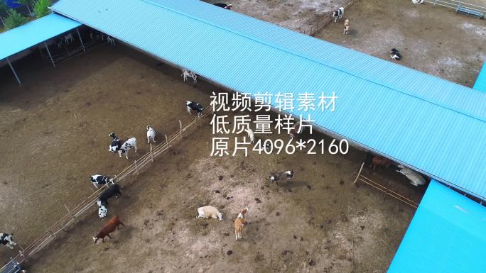 肉牛养殖基地，航拍4K