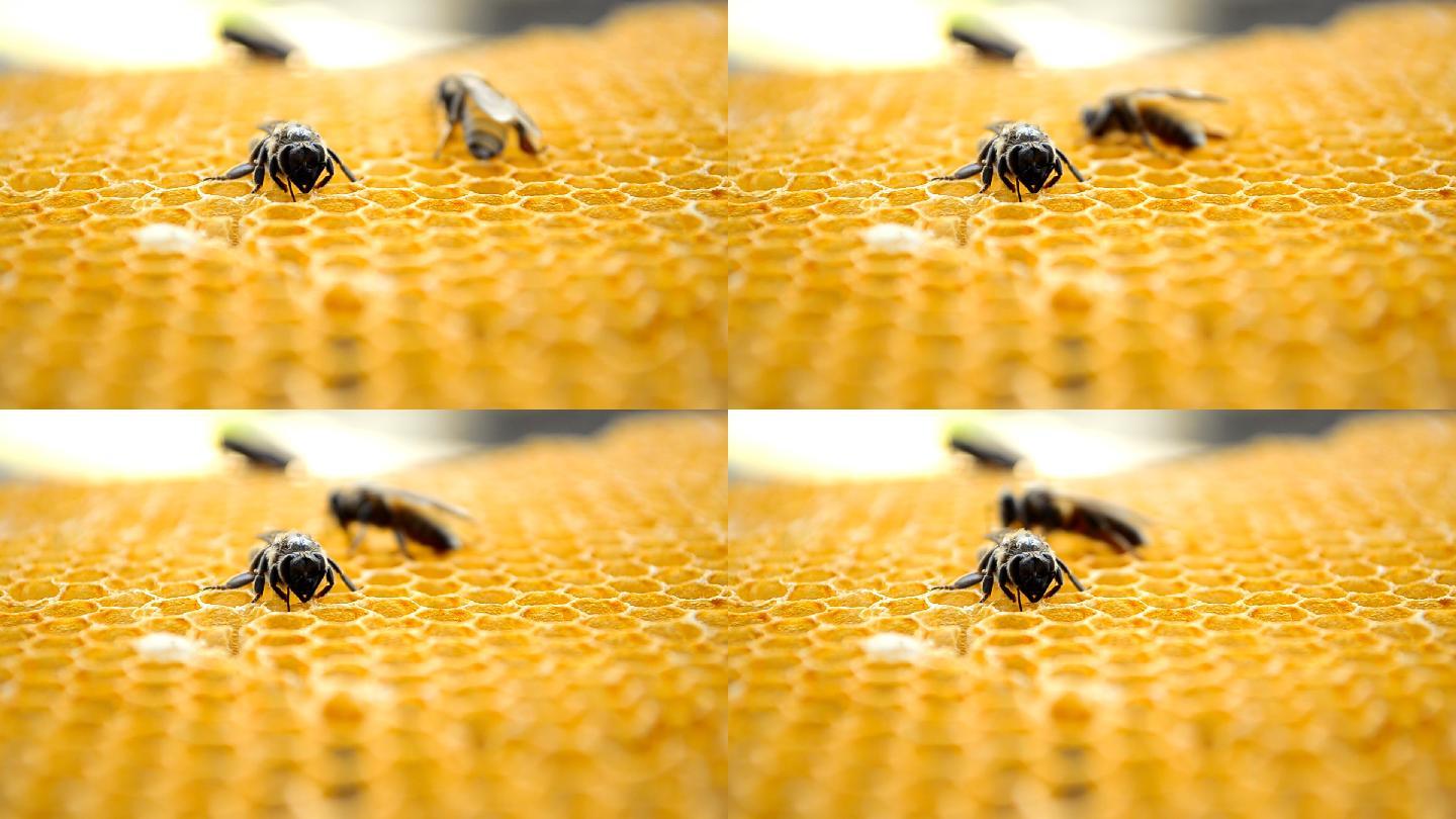 蜜蜂在蜂房里