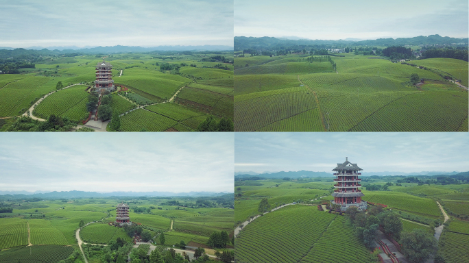 中国茶海万亩茶海湄潭茶园贵州湄潭茶航拍