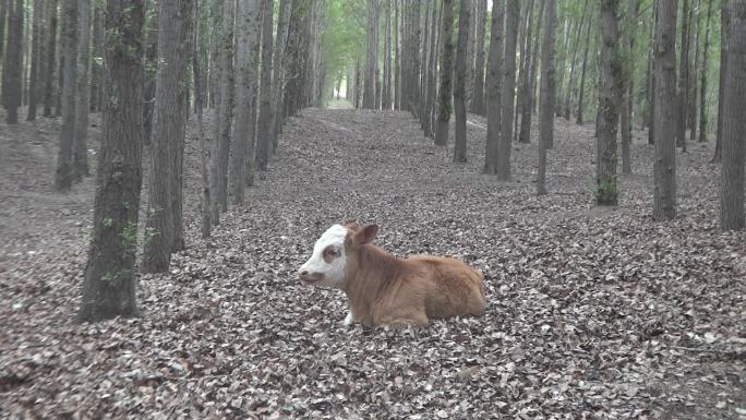 实拍树林中小牛