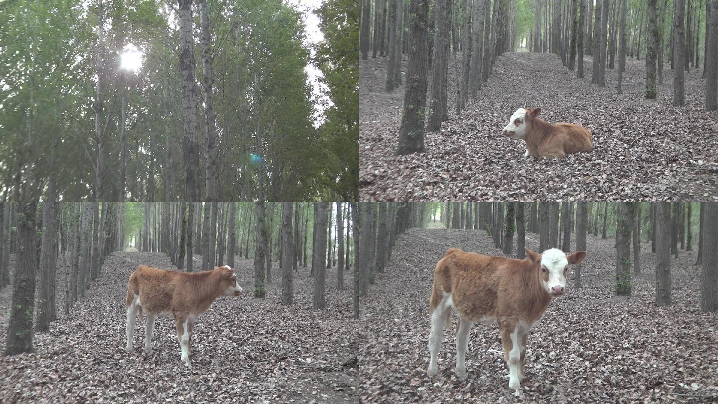 实拍树林中小牛