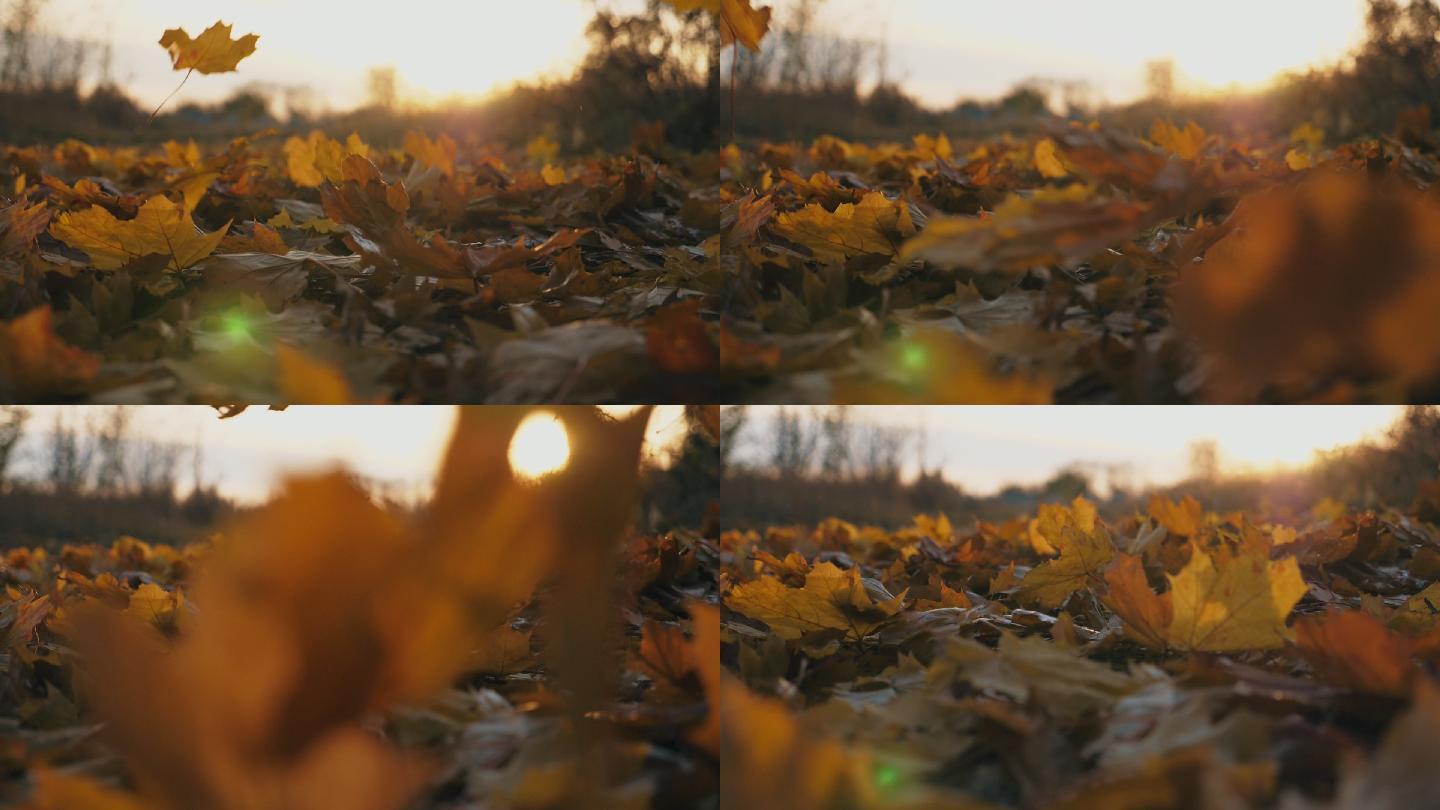 慢慢落在地上的黄色秋叶