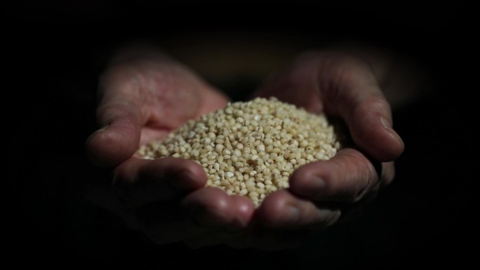 高粱米收获收成珍惜粮食拒绝浪费
