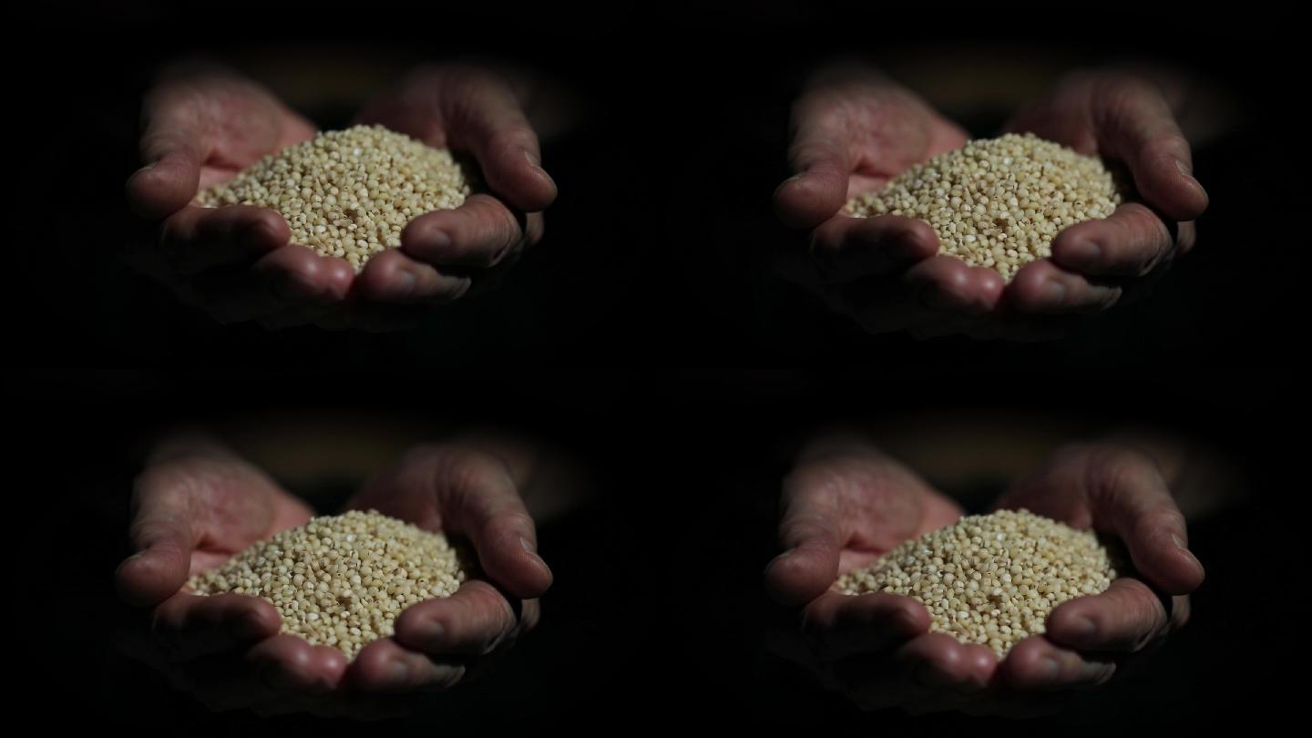 高粱米收获收成珍惜粮食拒绝浪费