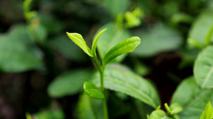 实拍特写鲜绿茶叶芽