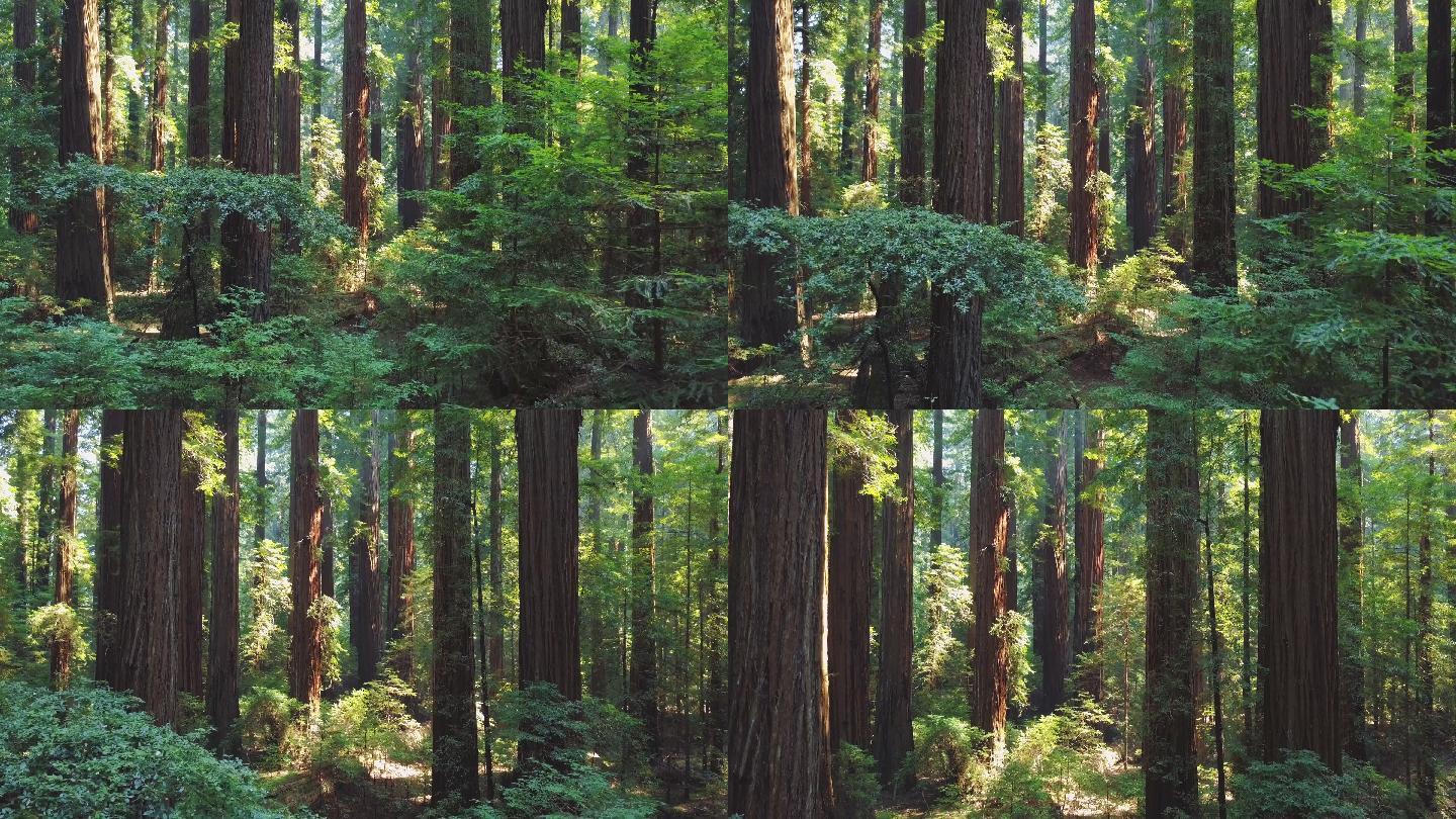 森林唯美神秘原始森林