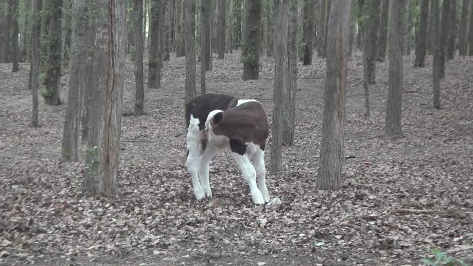 实拍杨树林中的小牛