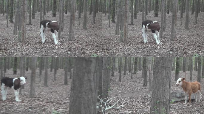 实拍杨树林中的小牛