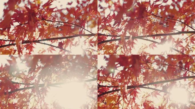 美丽的枫叶红色叶子秋天叶子枝叶