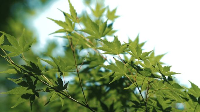 鸡爪槭枫叶枫树镜头一组