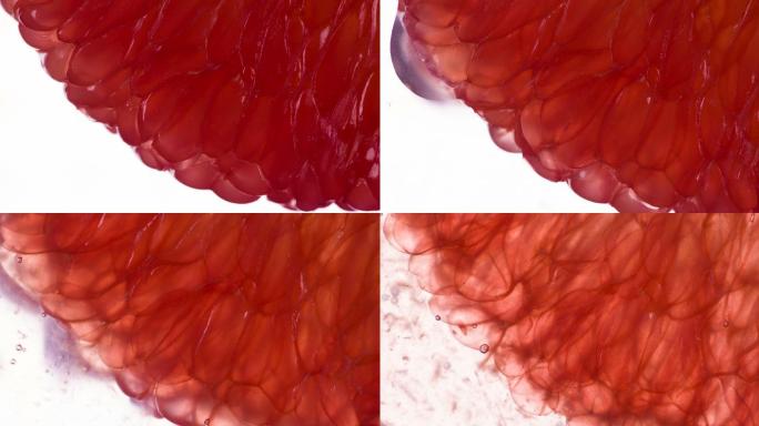 葡萄柚汁微观世界果汁演变水分流失