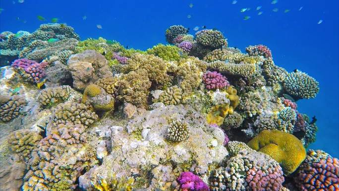 海底生物珊瑚礁海底世界珊瑚水生植物生物