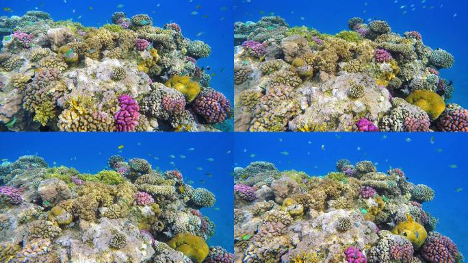 海底生物珊瑚礁海底世界珊瑚水生植物生物