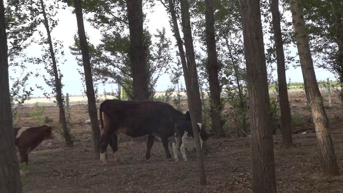 实拍树林中走动的牛