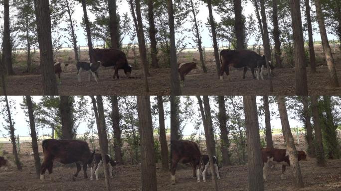 实拍树林中走动的牛