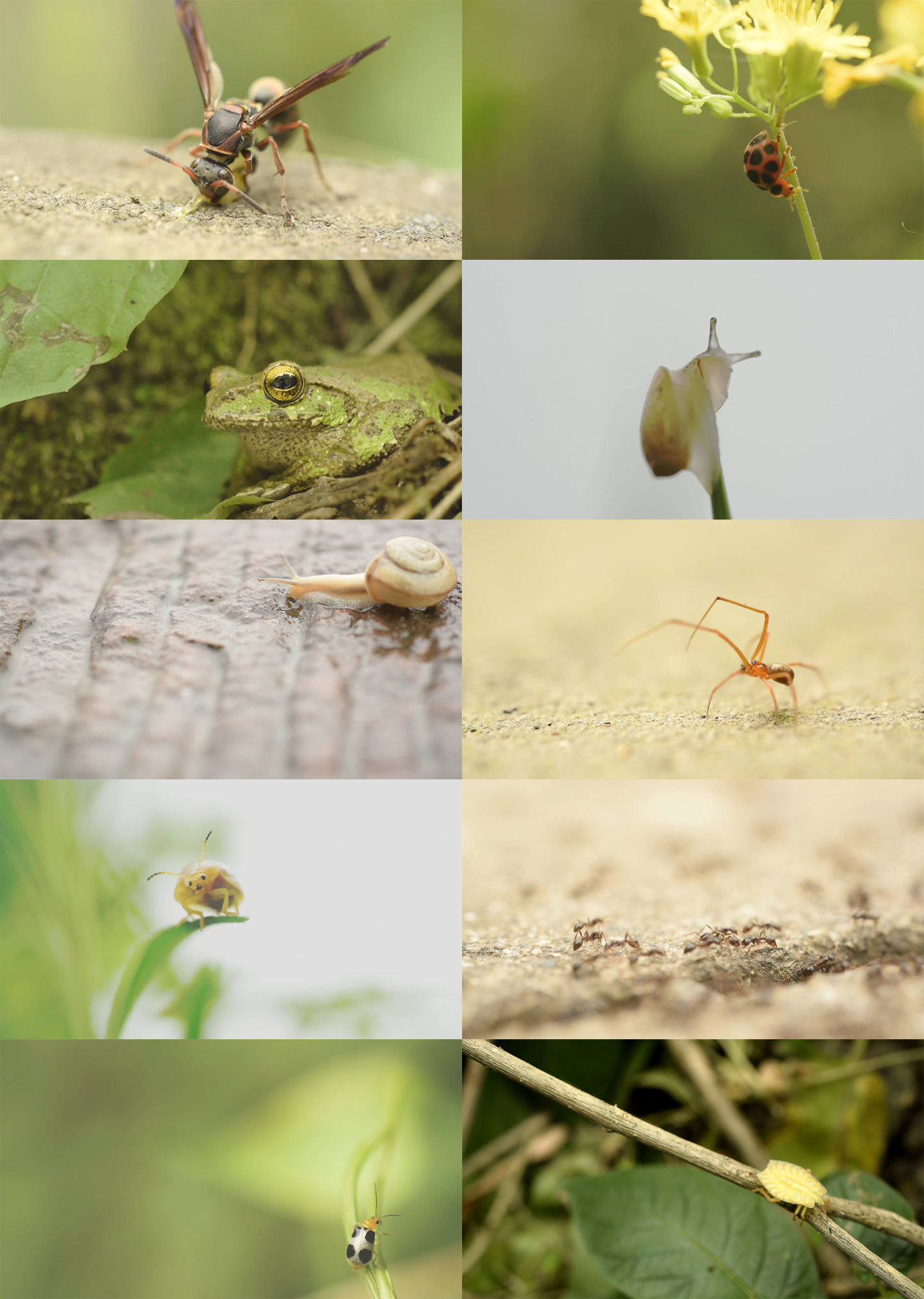 昆虫微距特写马蜂蜗牛青蛙瓢虫