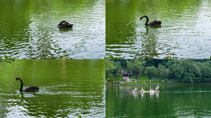 动物园池塘里的天鹅