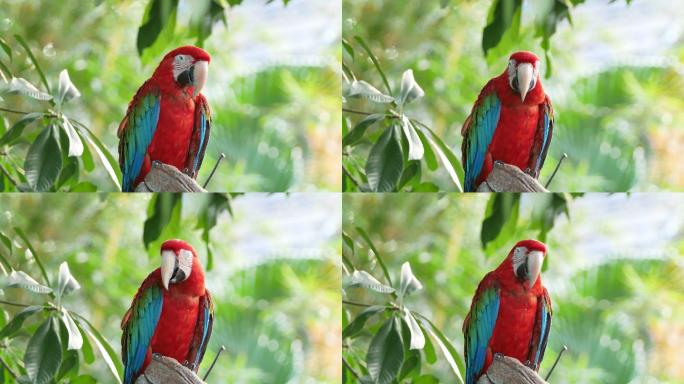 金刚鹦鹉在树上鹦鹉特写红色鹦鹉鸟类
