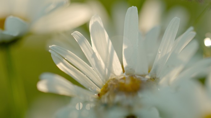 特写水滴落在白色雏菊花上