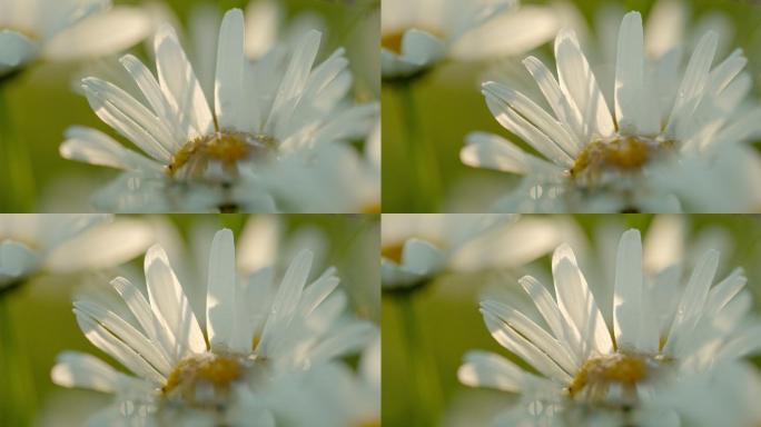 特写水滴落在白色雏菊花上