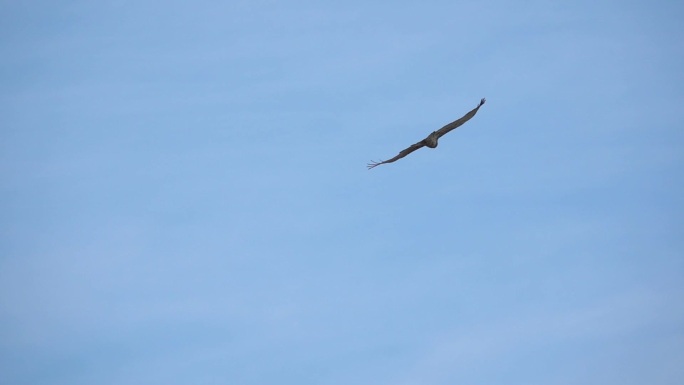 天空中飞翔的鹰大海海岛湿地湖泊戏水鸟类生