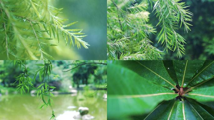 唯美下雨天水珠雨天雨滴慢动作