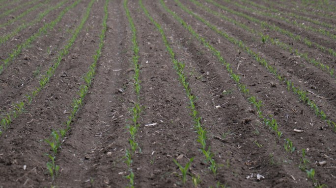 庄稼玉米苗
