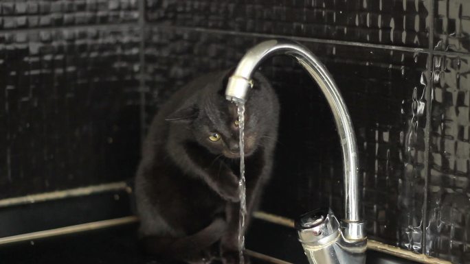 小黑猫玩水水龙头猫咪玩水宠物猫