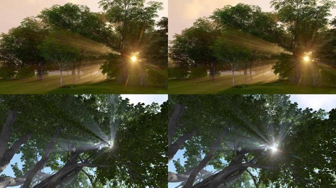 阳光透过树空镜头